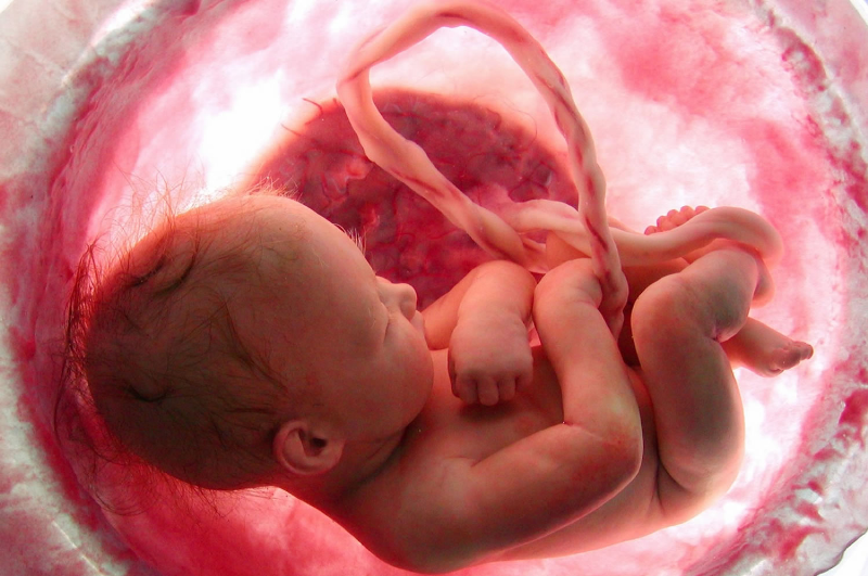 عوامل موثر در تکامل و علل تشکیل نشدن قلب جنین در دوران بارداری