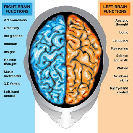 نیمکره راست و چپ مغز و هر آنچه درباره عملکرد آنها باید بدانید عملکرد نیمکره‌های مغزی چگونه است؟