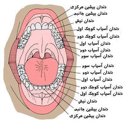 دانستنی های جالب در مورد دندان ها
